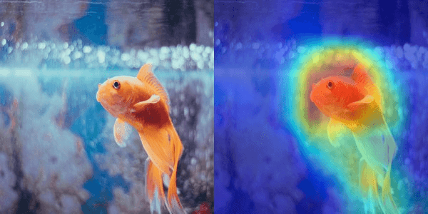 Goldfish Grad-CAM