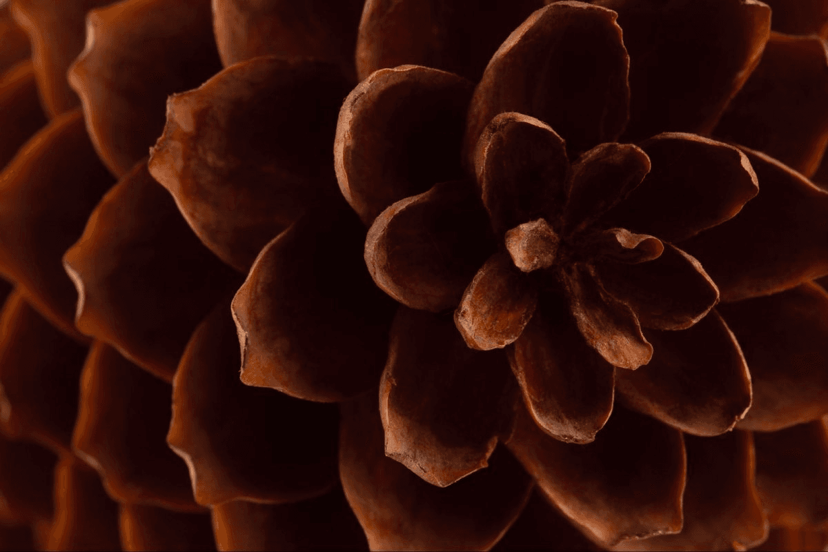 Picture of a pinecone