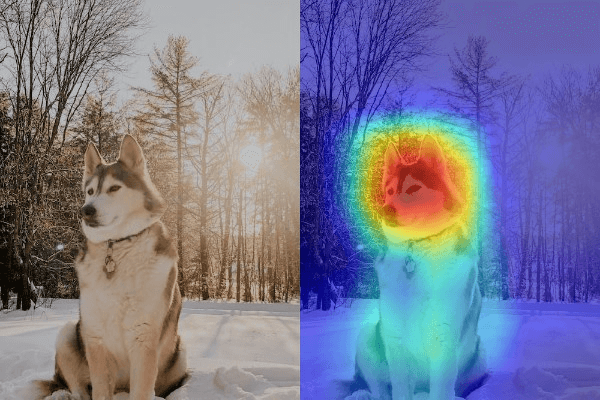 Husky Grad-CAM